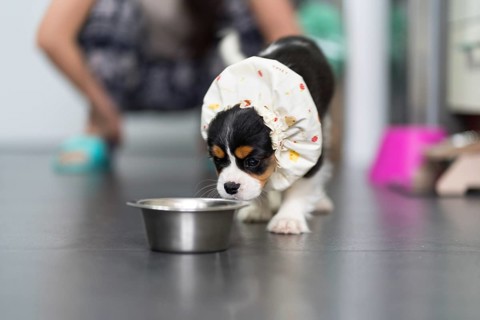 Adorable Cavalier King Charles Spaniel puppy wearing a cute feeding accessory, curiously