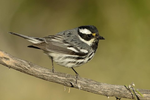 Black-throated Grey Warbler (Setophaga nigrescens), California, USA