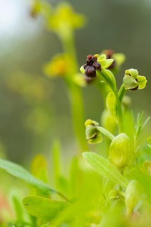 A delicate Andalusian orchid blooms amidst lush greenery, showcasing intricate details and vibrant
