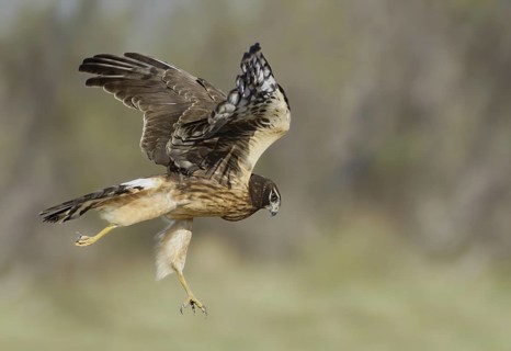 Northern Harrier (Circus hudsonius) flying, Texas, USA