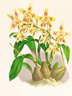 Orchid, Odontoglossum coradinei var grandiflorum, authentic reproduction of an illustration by Jean