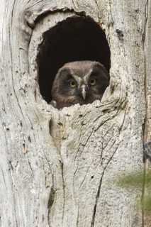 Boreal Owl (Aegolius funereus) juvenile, Bavaria, Germany