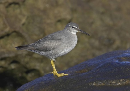 Wandering Tattler (Tringa incana), California, USA