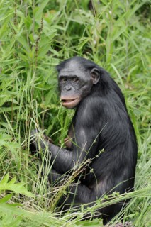 Bonobo or bonobo (Pan paniscus), female, captive, occurring in the Congo