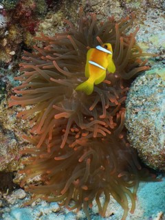 Fluorescent bubble anemone (Entacmaea quadricolor)