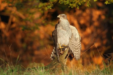 Northern Goshawk (Accipiter gentilis) female, Baden-Wuerttemberg, Germany