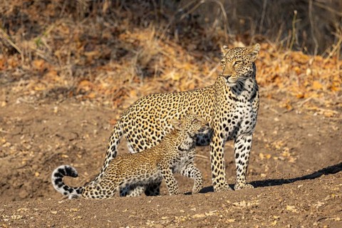 Leopard (Panthera pardus) female with 4 month old cub Zambia