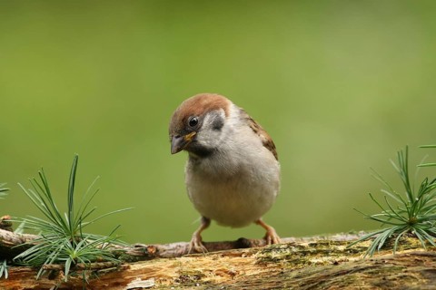 Eurasian Tree Sparrow (Passer montanus) juvenile, Lower Saxony, Germany