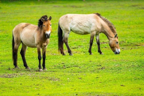 Przewalski's horse (Equus ferus przewalskii) standing on a meadow, Austria, Germany