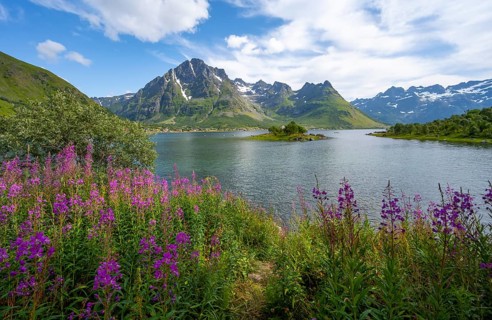 Pink flowers, blooming balsam at the fjord Austnesfjorden, idyllic mountains and fjord landscape,