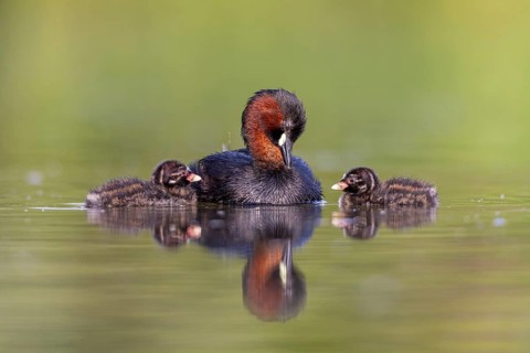 Little Grebe (Tachybaptus ruficollis) adult with chicks, North Rhine-Westphalia, Germany