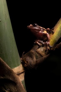 A very rare Chocolate frog in Ecuador. This species spends its entire leaf inside and around native