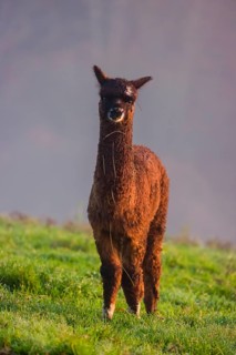 A young brown Alpaca (Vicugna pacos) stands on a green meadow