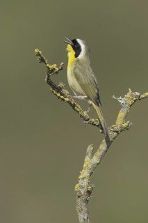 Common Yellowthroat (Geothlypis trichas), British Columbia, Canada