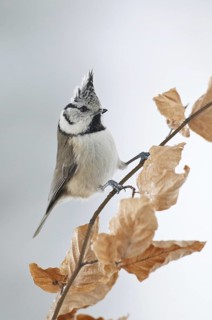 European Crested Tit (Lophophanes cristatus), Rhineland-Palatinate, Germany