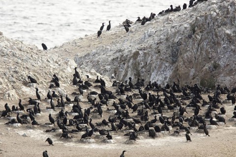 Brandt's Cormorant Phalacrocorax penicillatus Point Lobos State Reserve, California, United States