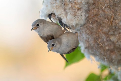 Eurasian Penduline Tit (Remiz pendulinus) juveniles, one week after leaving the nest,