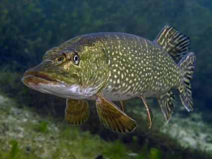Close-up of a pike (Esox lucius) in clear water, surrounded by plants. Dive site car park Post,