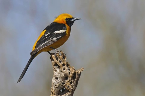 Hooded Oriole (Icterus cucullatus) male, Arizona, USA