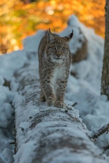 One young male Eurasian lynx, (Lynx lynx), balancing over a snow covered fallen tree in a forest in