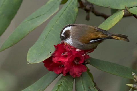 White-browed Fulvetta (Fulvetta vinipectus) feeding on Rhododendron nectar, West Bengal, India