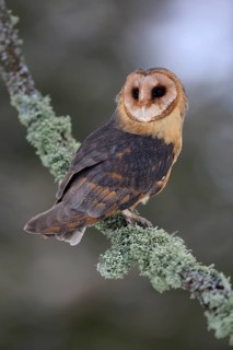 Central European barn owl (Tyto alba guttata), adult, perch, in winter, Šumava, Czech Republic