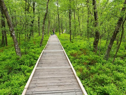 Carpathian birch forest (Betula pubescens), Rotes Moor, and boardwalk, in the Rhön Biosphere