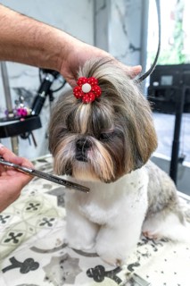 Shih tzu with red flower clip standing on patterned table while groomer trims and styles its coat