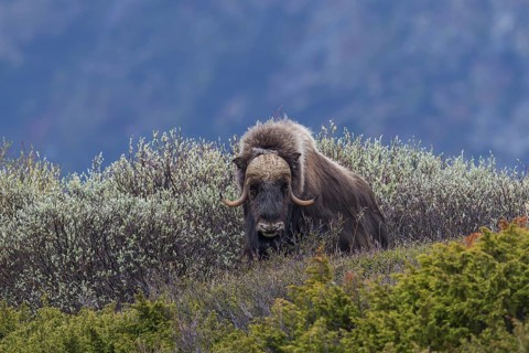 Moschusochse (Ovibos moschatus) muskox
