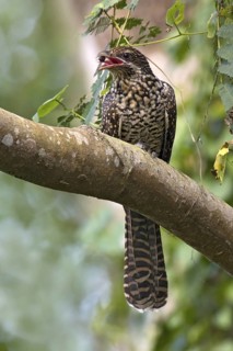 Asian Koel (Eudynamys scolopaceus) female, Yio Chu Kang, Singapore