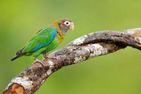 Detail close-up portrait bird. Bird from Central America. Wildlife scene, tropic nature. Bird from