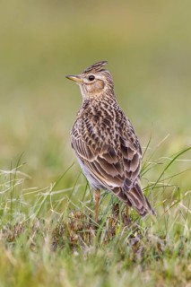 Eurasian Skylark (Alauda arvensis) in field, Gorski kotar, Croatia