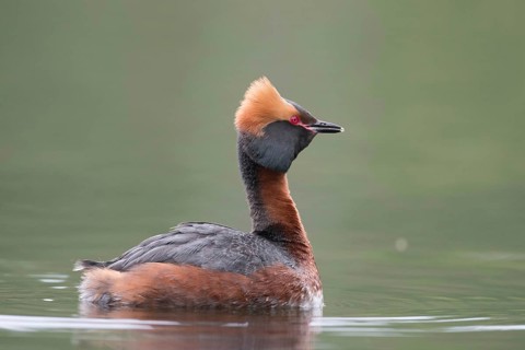 Ohrentaucher (Podiceps auritus) Slavonian Grebe