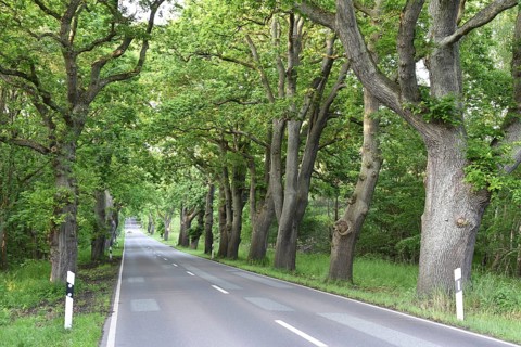 Oak avenue, oaks (Quercus robur) on the island of Rügen, Mecklenburg-Western Pomerania, Germany