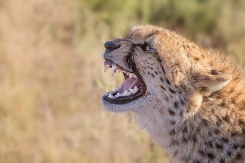 Cheetah (Acinonyx jubatus) captive, female hissing, Castile-La Mancha, Spain