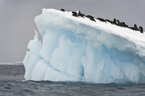 Adelie Penguin (Pygoscelis adeliae), Antarctica