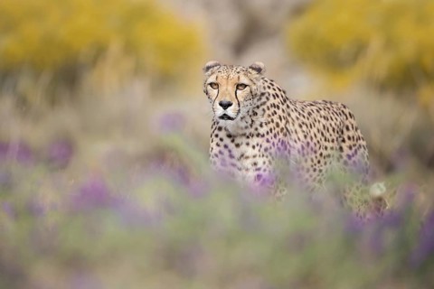 Cheetah (Acinonyx jubatus) adult in blooming meadow, Castile-La Mancha, Spain