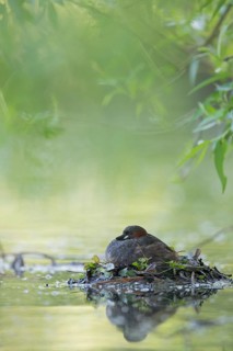 Little Grebe (Tachybaptus ruficollis) on nest, Hesse, Germany