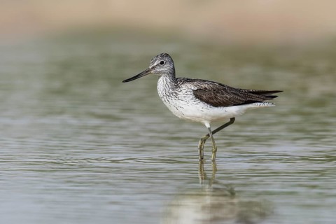 Common Greenshank (Tringa nebularia) foraging, Eilat, Israel