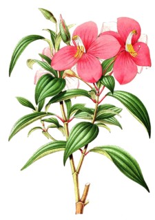 Monochoetum umbellatum, a neotropical genus of shrubs and subshrubs with about 54 species, plant