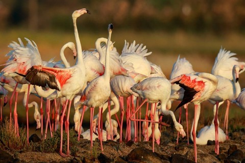 Greater Flamingo (Phoenicopterus roseus) group foraging in shallow water, Lesvos, Greece