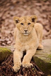 Asiatic lion (Panthera leo persica) cub lying on the ground, captive