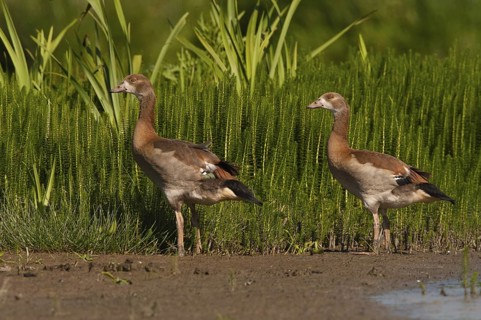 Egyptian Goose (Alopochen aegyptiaca) juvenile, Schleswig-Holstein, Germany