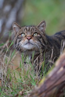 European wildcat (Felis silvestris) adult animal looking skyward, United Kingdom