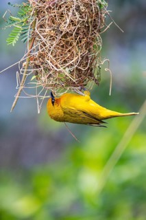Spectacled weaver (Ploceus ocularis) Masai Mara Kenya