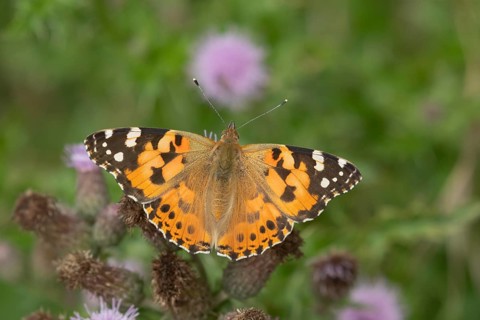 Painted lady butterfly (Vanessa cardui) adult insect feeding on a Creeping thistle flower in