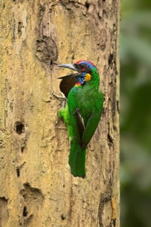 Vielfarben-Bartvogel (Psilopogon rafflesii) at nest hole, Johor, Malaysia