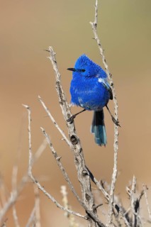 White-winged Fairywren (Malurus leucopterus) male, New South Wales, Australia