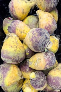 Several rutabagas (Brassica napus) Rutabaga unprocessed raw in loose pieces Display from retail