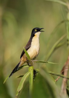 Black-capped Donacobius (Donacobius atricapilla) singing, Mato Grosso, Brazil